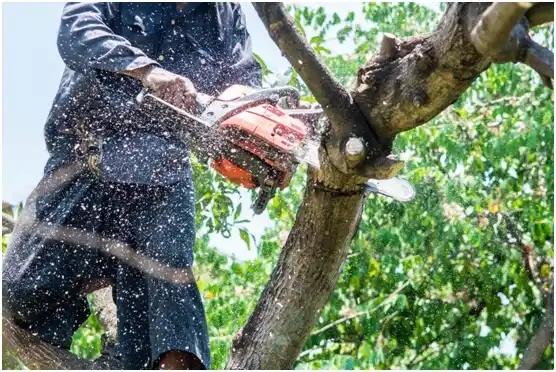 tree services Birchwood Lakes